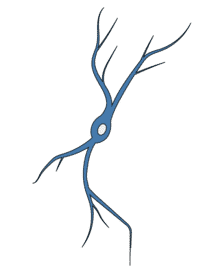 Serotonergic Neurons - Antibodies.com